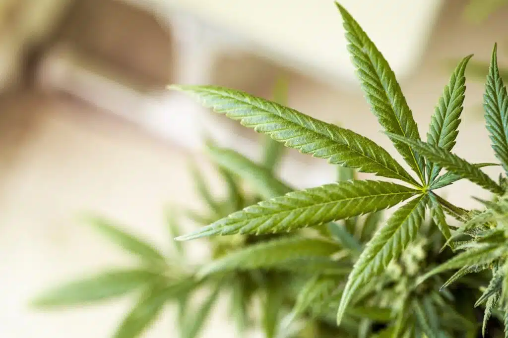 Grüne Cannabis-Pflanze