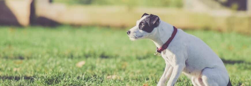 kleiner Hund im Freien