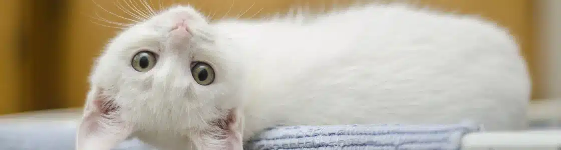 weißes Kätzchen