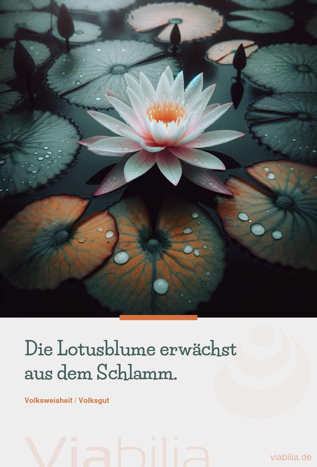 lotusblume erwaechst aus schlamm