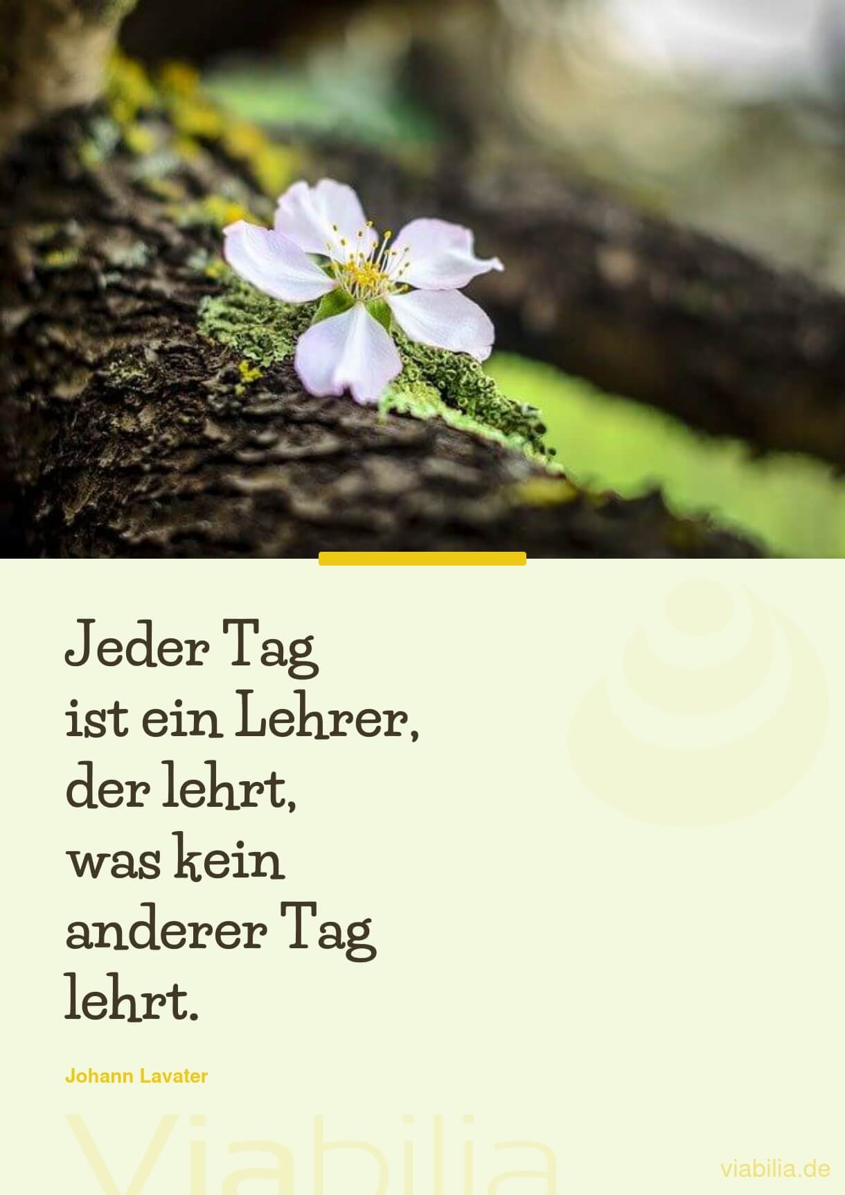 Spruch: Jeder Tag ist dein Lehrer